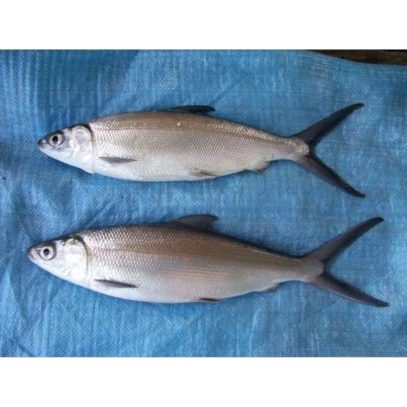 

Ikan Bandeng Utuh 500 gram isi 2-3 ekor Beku Jamin Bagus