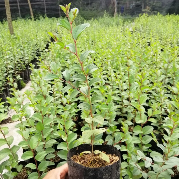 tanaman herbal - pohon bidara arab - tanaman bidara arab ( Tanaman hias hidup indoor murah hiasan ru