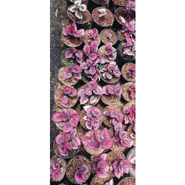 1 paket tanaman hias begonia dewasa