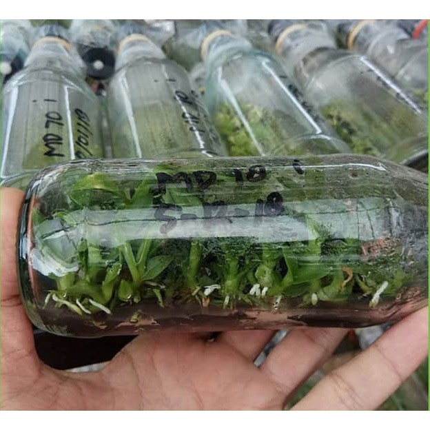 Bibit Anggrek Botol  DENDROBIUM LASIANTHERA Shopee Indonesia