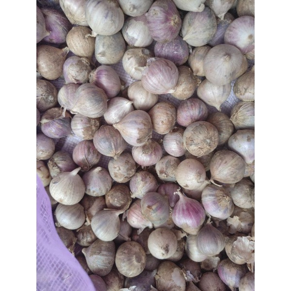 

RB Bawang Putih Tunggal Fresh 1kg Khasiat Lengkap