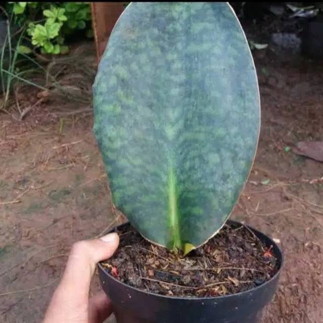 TANAMAN HIAS SANSIVERA CENTONG /LIDAH MERTUA CENTONG