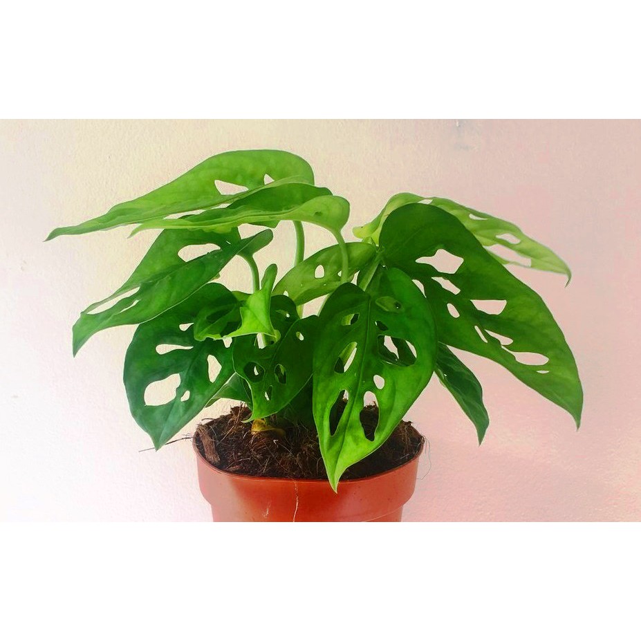 Tanaman Hias Monstera Obliqua Shopee Indonesia