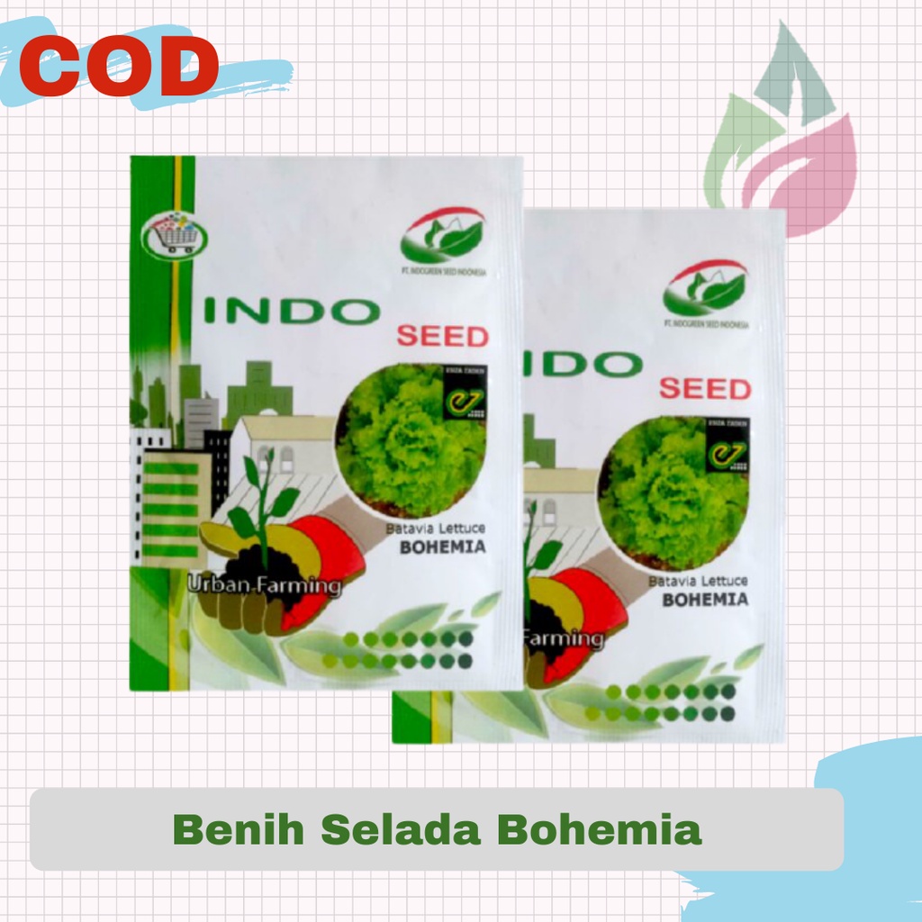 Benih Bibit Selada Bohemia  Batavia Hidroponik Isi 1 Gram Original Packing PT Indogreen Enza Zaden