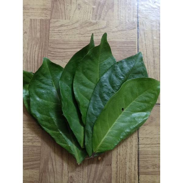 

Daun salam