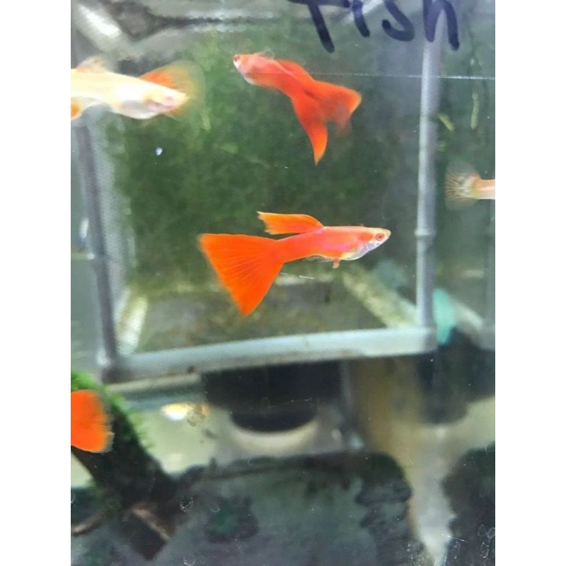 

Ikan guppy albino full red (afr)