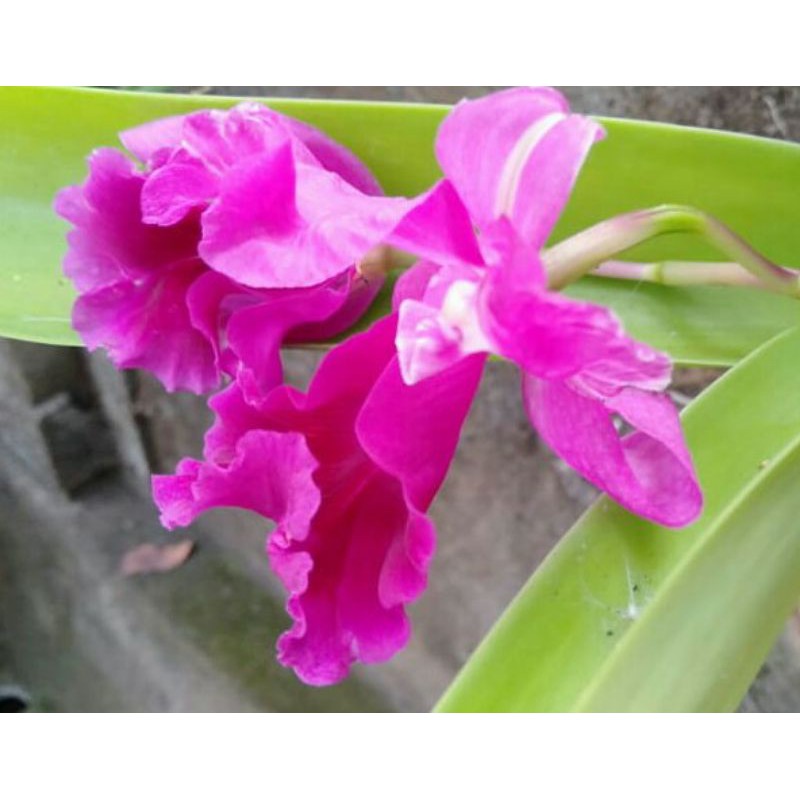 Anggrek Cattleya Mantini Dewasa (hasil split)