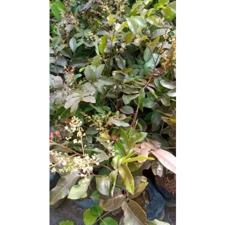 bibit kelengkeng merah berbunga