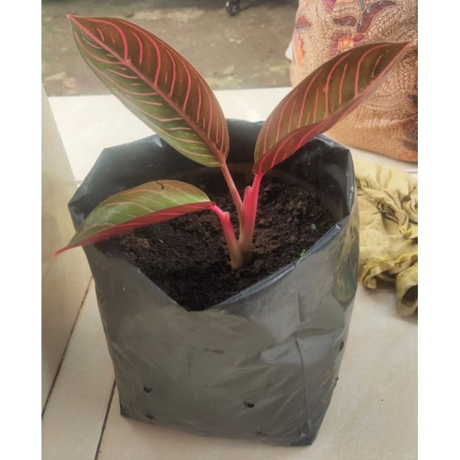 aglonema pride of sumatra/red sumatra