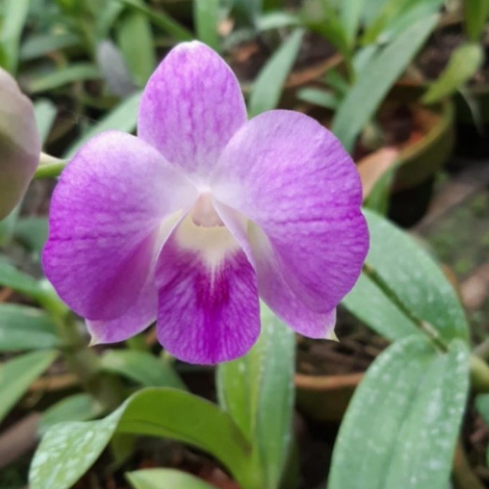anggrek dendrobium tweety pink dewasa