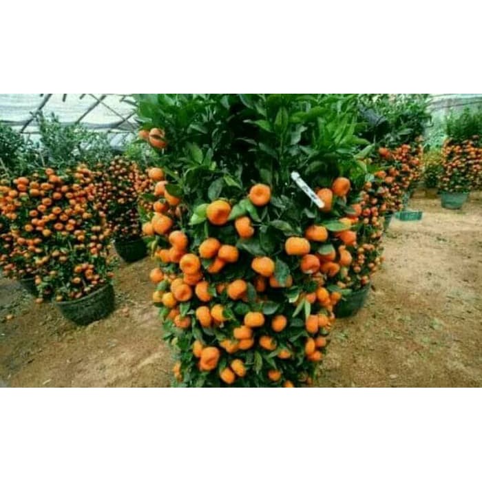 Bibit tanaman buah jeruk santang madu okulasi ASLI / Tanaman bibit jeruk santang