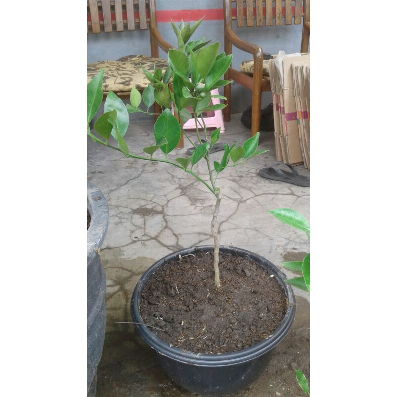 

jerok santang madu berbuh