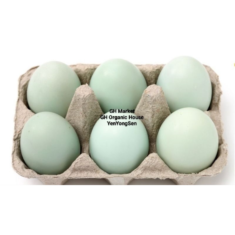 

Telur Bebek Hijau Asli Ternak Sendiri FreshNew Original Terlaris Telor