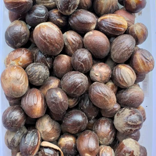 

Pala bulat / pala kulit premium 500 gr