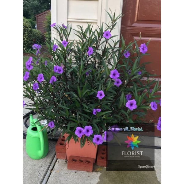 Tanaman hias rawelia/ruellia ungu bunga tumpuk