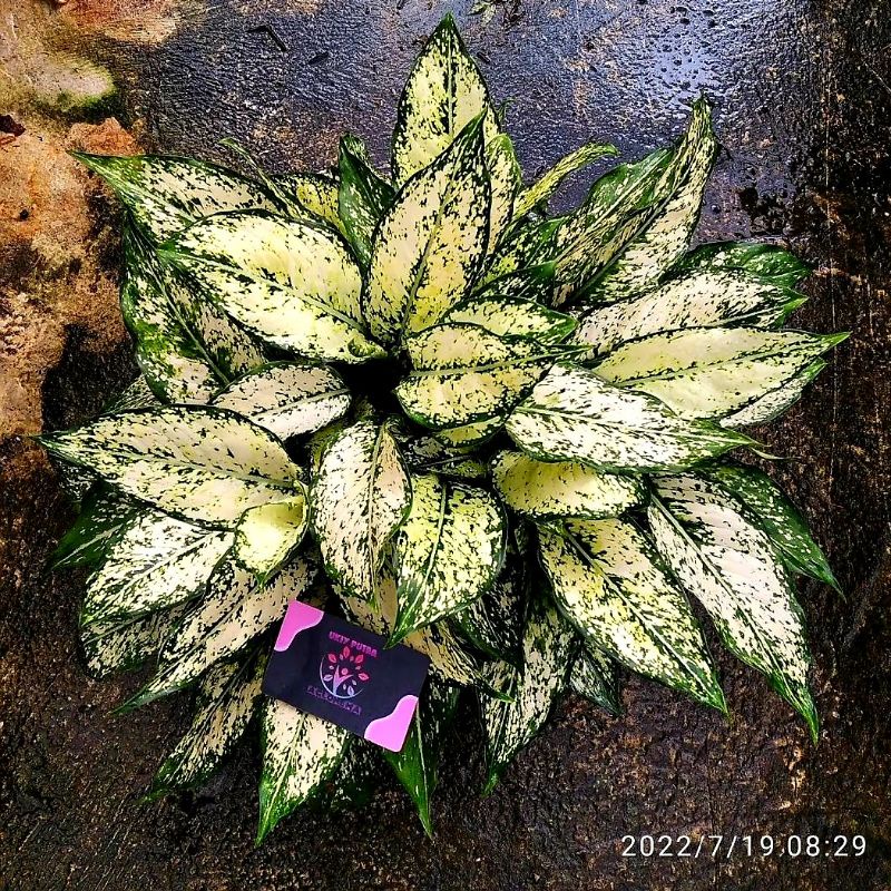 Aglonema Snow White / Tanaman Hias Aglonema Snow White Remaja