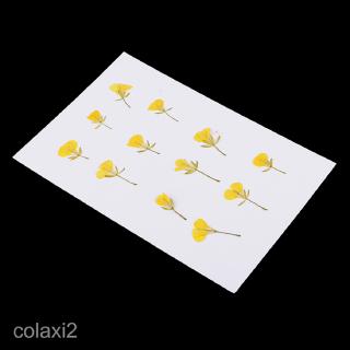 12pcs Kartu Ucapan Dengan Bentuk Bunga Kering Dan Daun Untuk Kerajinan Tangan Shopee Indonesia