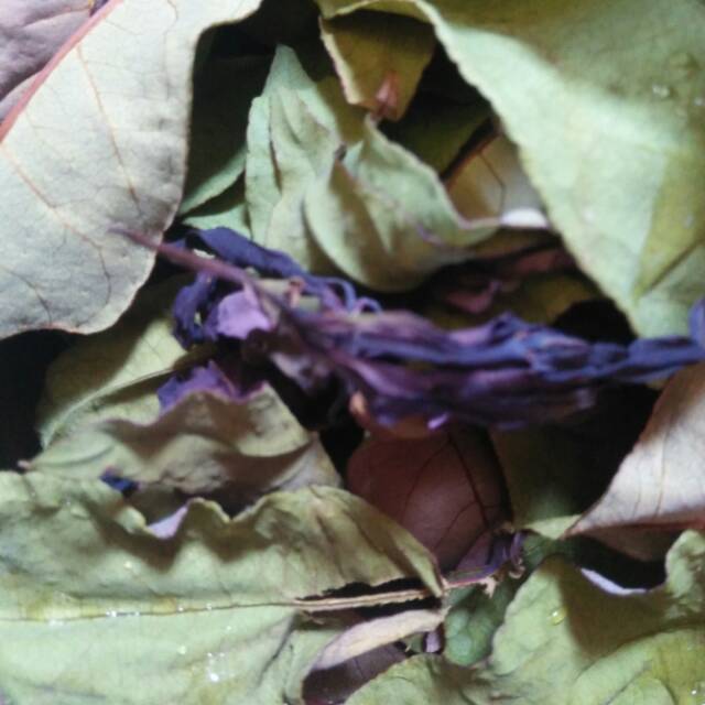 

DAUN HERBAL OBAT LUKA cocok utk diabetes