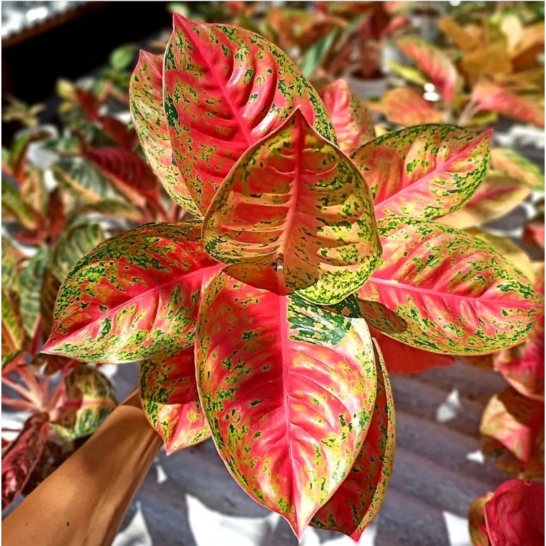 AGLONEMA BIGROY MUTASI SUPER MERAH / BUNGA AGLONEMA BIGROY BIBIT REMAJA DEWASA 3 - 5 - 7 DAUN UP