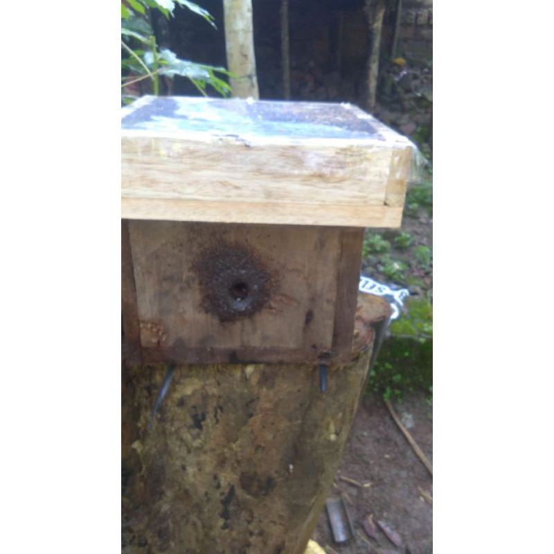 Stup Geniotrigona Thoracica