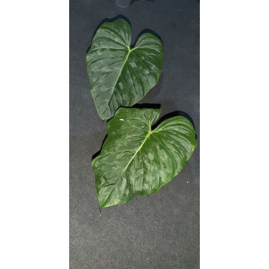 philodendron majestic