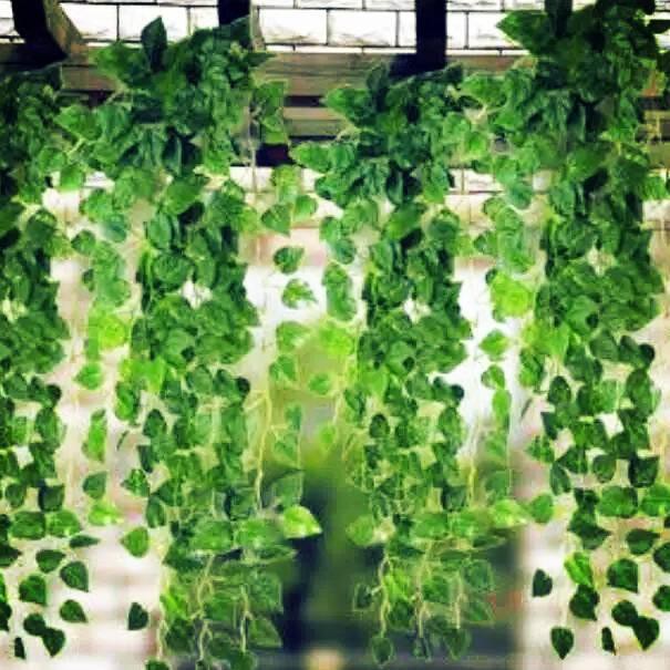 PREMIUM Daun Rambat Sulur 2m (Kecil)
