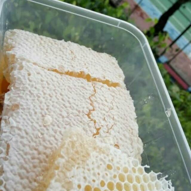 

MADU SARANG HONEYCOMB ASLI