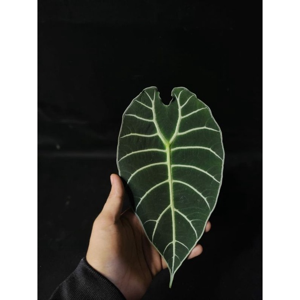 ALOCASIA WATSONIANA
