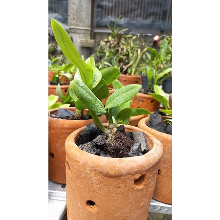 Anggrek Dendro Keriting