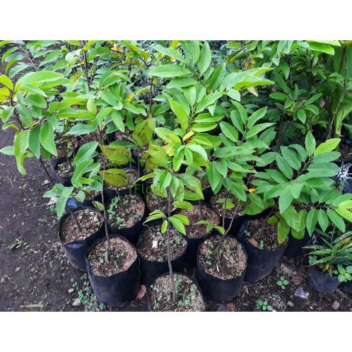 Bibit Pohon Buah Srikaya Besar Jumbo Giant Raksasa Cangkok Tanaman Favorite Fc Juz