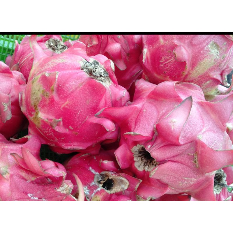 

Buah naga merah 1 kg