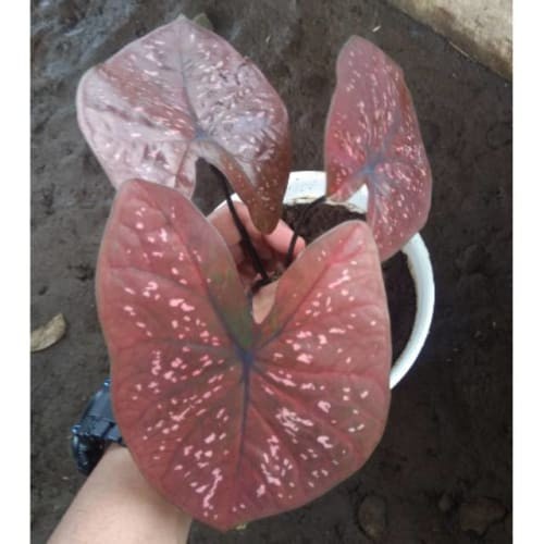 TANAMAN HIAS CALADIUM D.O.H KELADI D.O.H