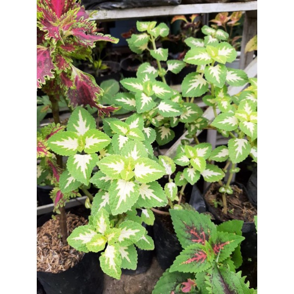 Miana id cinta putih