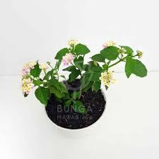 Lantana bicolor pink KUNCUP - BAKUL KEMBANG