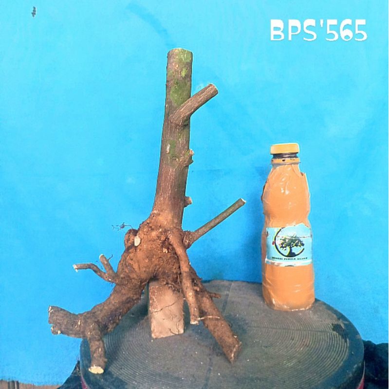 Bahan bonsai jeruk kingkit mame / small (Triphasia Trifolia) / tanaman hias bonsai jeruk kingkip