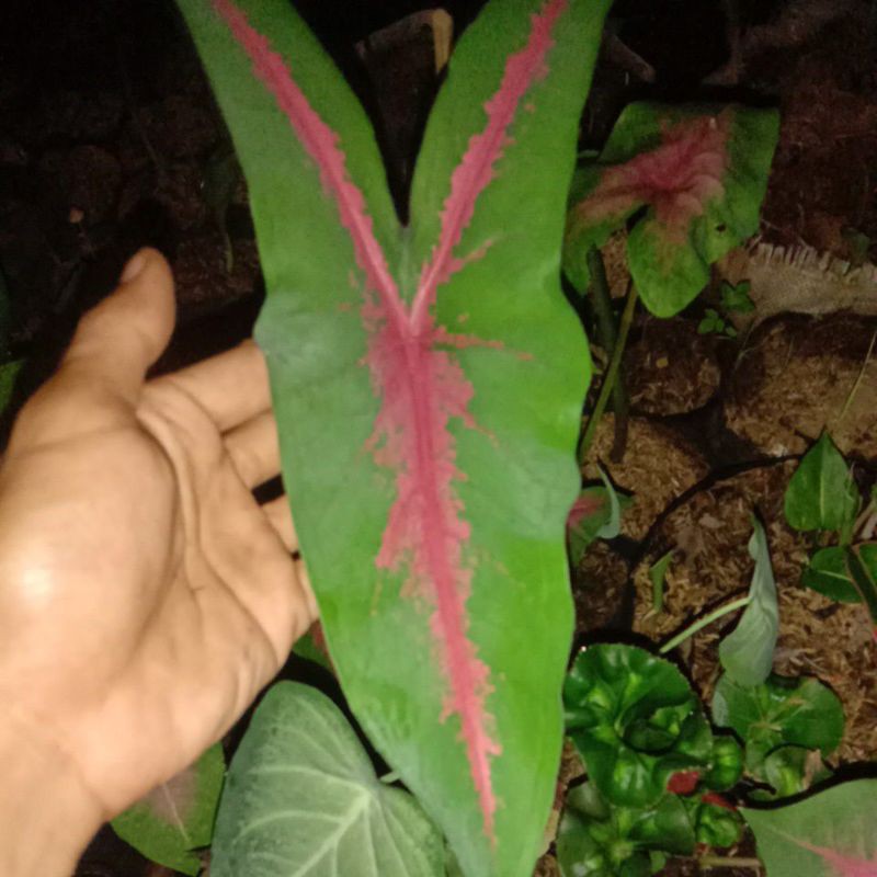 tanaman hias keladi kuping jerapah