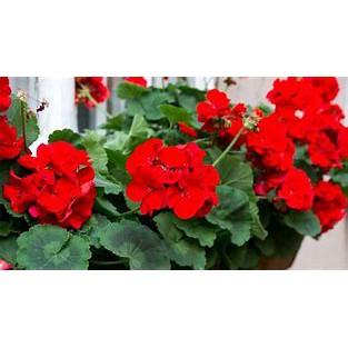 Tanaman Geranium Bunga Merah