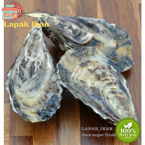 

GROSIR Kerang Tiram Oyster Hidup Seafood Kerang Segar 5Kilogram / 10Kilogram