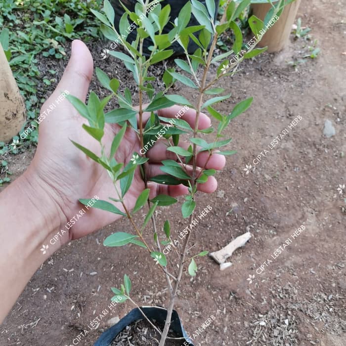 Jual Bibit Pohon Pacar Arab Tanaman Pewarna Kuku Pohon Daun Henna Herbal Shopee Indonesia 8053