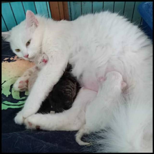 tutiksetiyoningsih24