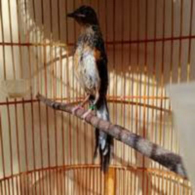 murai trotolan ring apbn + sertifikat