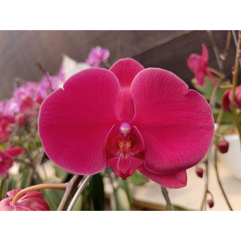 anggrek bulan premium merah darah phalaenopsis hybrid bunga jumbo kondisi knop mekar