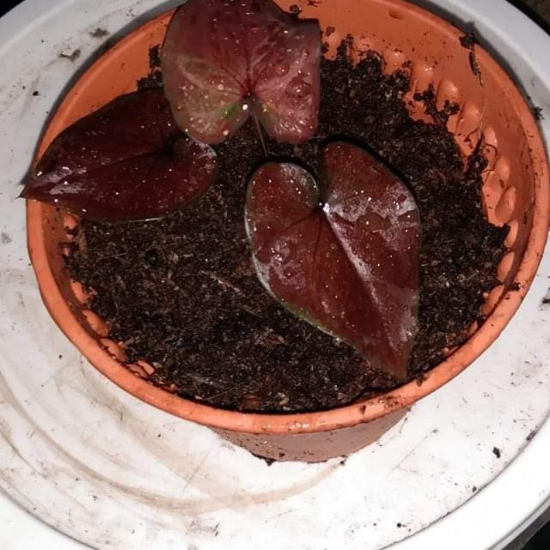 anakan keladi satria baja hitam