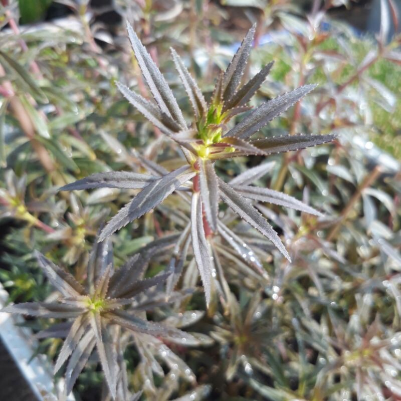 limnophila aromatica tanaman aquascape