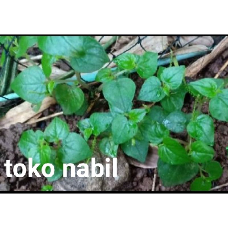 

daun sirih cina fres murah ori 5000