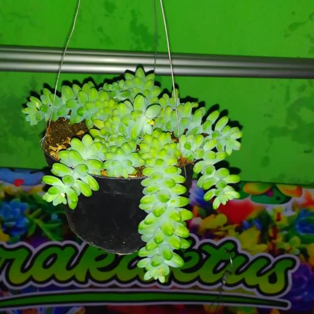 Tanaman gantung sukulen anggur.