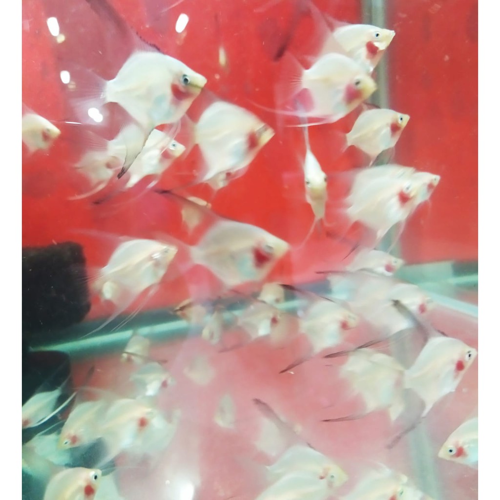 Ikan manfish blushing red cheek size S