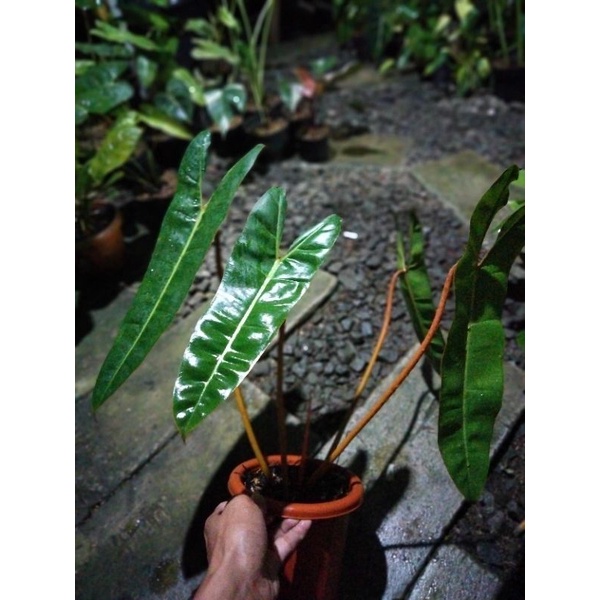 philodendron billitiae