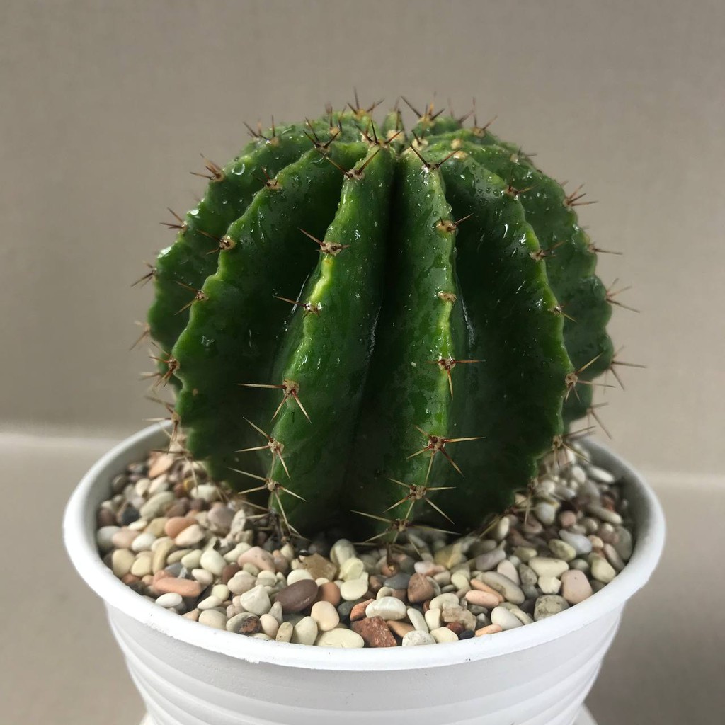 Kaktus Sukulen (Ecinocactus) Tanaman Hias Hidup