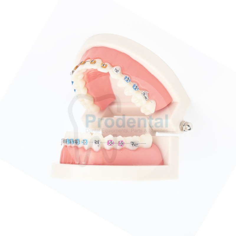 Model gigi ortho / Tooth Model / Dental Study / Alat Peraga Gigi / Model Phantom Gigi (model ortho).